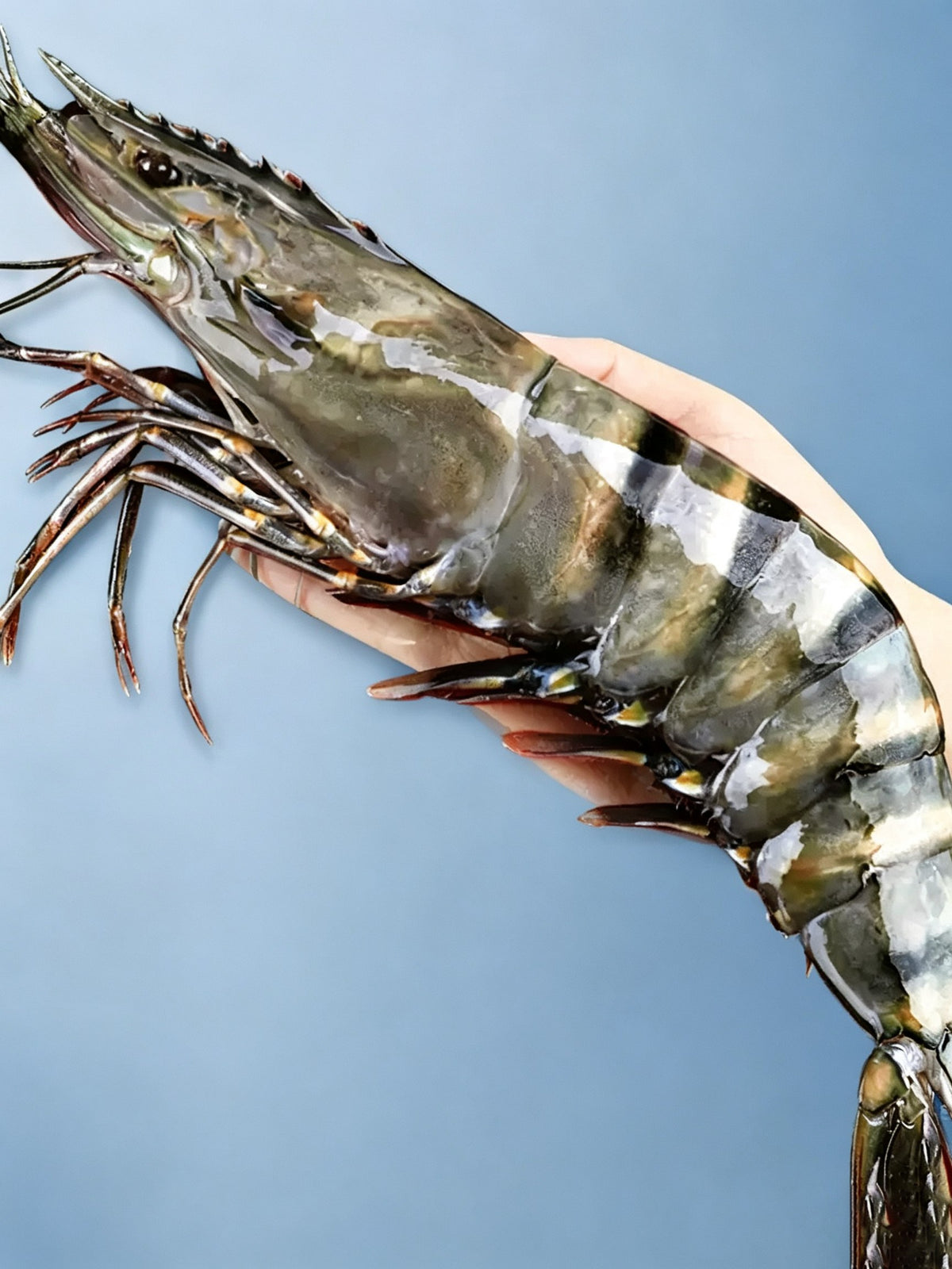 Frozen Giant Black Tiger Prawns